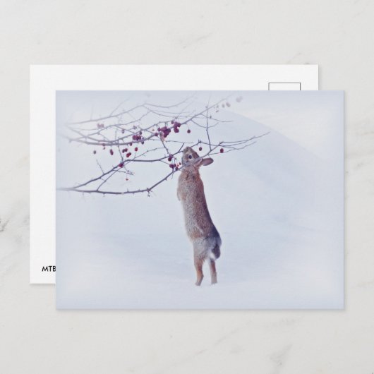 Crabapple Bunny - Rabbit Briefkaart (Voorkant / Achterkant)