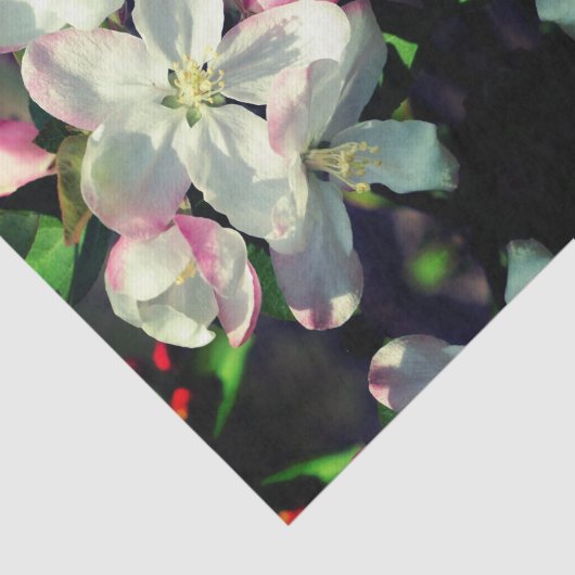 Crabapple Spring Flower Blossom Decoupage Tissuepapier (Detail)