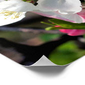  Crabapple Spring Flower Blossom Sluiten Poster (Hoek)