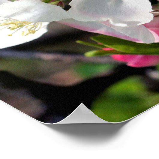  Crabapple Spring Flower Blossom Sluiten Poster (Hoek)
