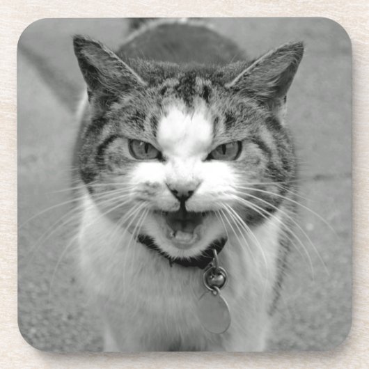 Crabby Cat Onderzetters (Voorkant)