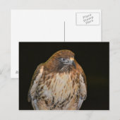 Crafty Hawk Briefkaart (Voorkant / Achterkant)