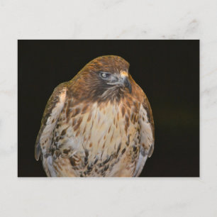 Crafty Hawk Briefkaart