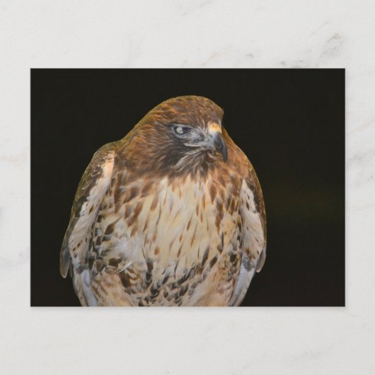 Crafty Hawk Briefkaart (Voorkant)