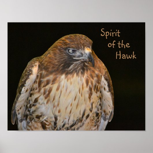 Crafty Hawk Poster (Voorkant)