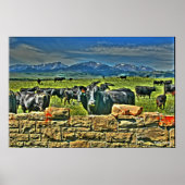 Crag Eyrie Koe Poster (Voorkant)