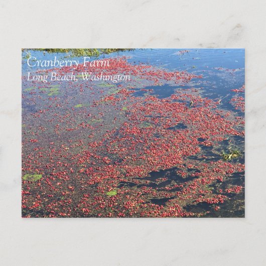 Cranberry Boerderij, Long Beach, Washington Briefkaart (Voorkant)