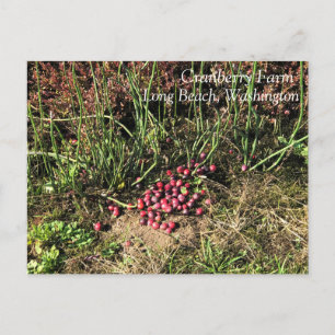 Cranberry Boerderij, Long Beach, Washington Briefkaart