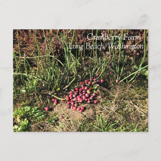 Cranberry Boerderij, Long Beach, Washington Briefkaart (Voorkant)