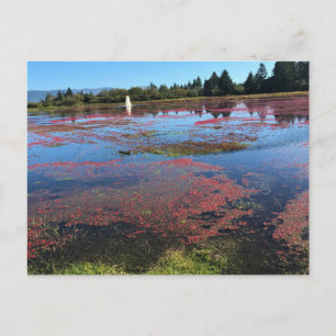 Cranberry Boerderij, Long Beach, Washington Briefkaart