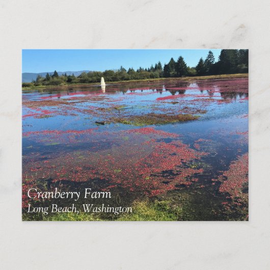 Cranberry Boerderij, Long Beach, Washington Briefkaart (Voorkant)