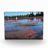 Cranberry Boerderij, Long Beach, Washington Fotoblokken (Voorkant)