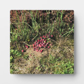 Cranberry Boerderij, Long Beach, Washington Fotoplaat (Voorkant)