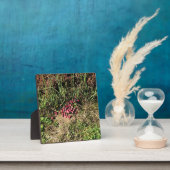 Cranberry Boerderij, Long Beach, Washington Fotoplaat (Insitu)