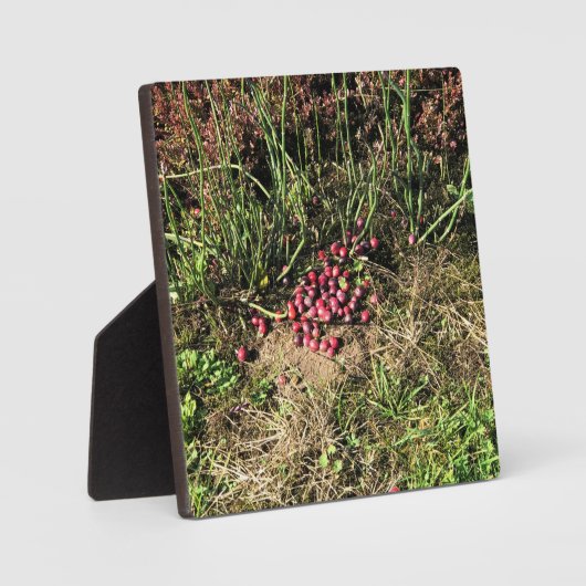 Cranberry Boerderij, Long Beach, Washington Fotoplaat (Voorkant)