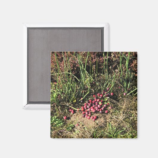 Cranberry Boerderij, Long Beach, Washington Magneet (Voorkant / Achterkant)