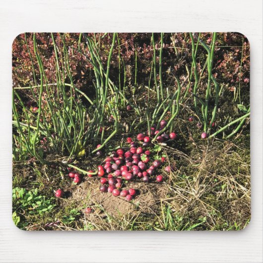 Cranberry Boerderij, Long Beach, Washington Muismat (Voorkant)