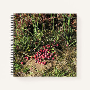 Cranberry Boerderij, Long Beach, Washington Notitieboek