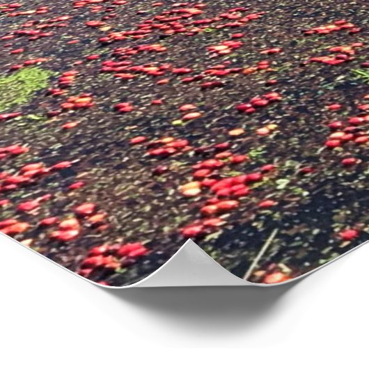 Cranberry Boerderij, Long Beach, Washington Poster (Hoek)