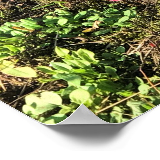 Cranberry Boerderij, Long Beach, Washington Poster (Hoek)