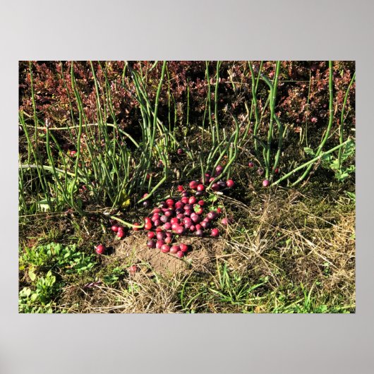 Cranberry Boerderij, Long Beach, Washington Poster (Voorkant)