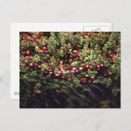 Cranberry Bog Briefkaart (Voorkant / Achterkant)