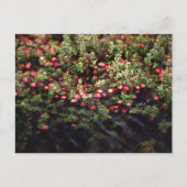 Cranberry Bog Briefkaart (Voorkant)