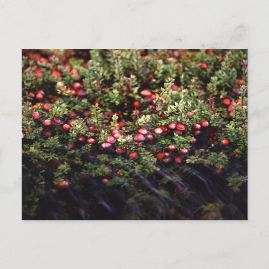Cranberry Bog Briefkaart (Voorkant)