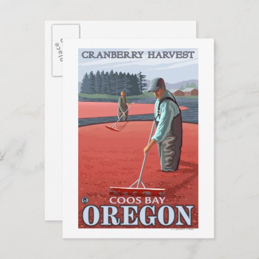 Cranberry Bogs Harvest - Coos Bay, Oregon Briefkaart (Voorkant / Achterkant)