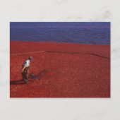 Cranberry Harvest, Middleboro, MA, VS Briefkaart (Voorkant)