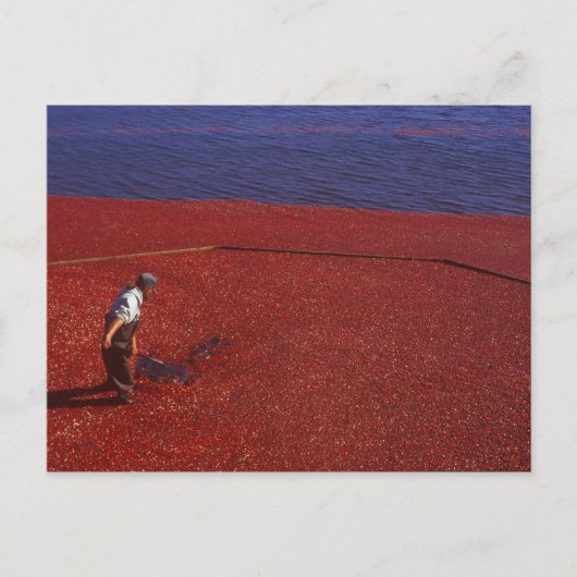 Cranberry Harvest, Middleboro, MA, VS Briefkaart (Voorkant)