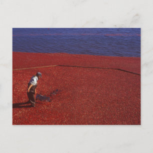 Cranberry Harvest, Middleboro, MA, VS Briefkaart