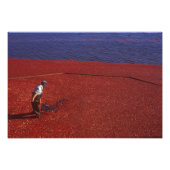 Cranberry Harvest, Middleboro, MA, VS Foto Afdruk (Voorkant)