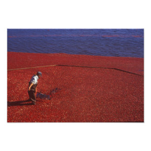 Cranberry Harvest, Middleboro, MA, VS Foto Afdruk