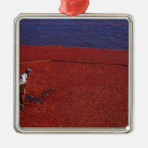 Cranberry Harvest, Middleboro, MA, VS Metalen Ornament