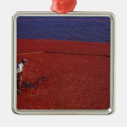 Cranberry Harvest, Middleboro, MA, VS Metalen Ornament (Voorkant)