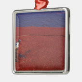 Cranberry Harvest, Middleboro, MA, VS Metalen Ornament (Links)