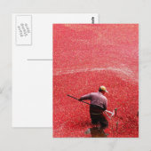 Cranberry oogst briefkaart (Voorkant / Achterkant)