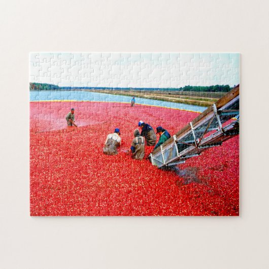 Cranberry-oogst New Jersey. Legpuzzel (Horizontaal)