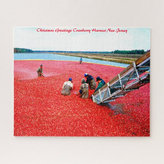 Cranberry-oogst New Jersey. Legpuzzel (Horizontaal)