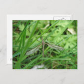 Crane Fly Briefkaart (Voorkant / Achterkant)
