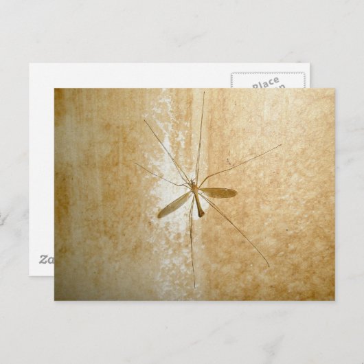 Crane Fly Briefkaart (Voorkant / Achterkant)