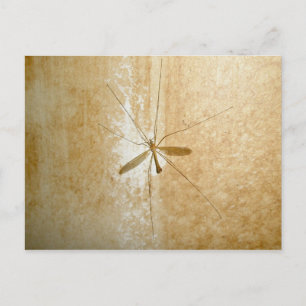 Crane Fly Briefkaart