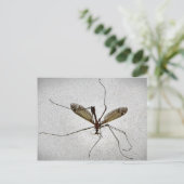 Crane Fly Briefkaart (Staand voorkant)