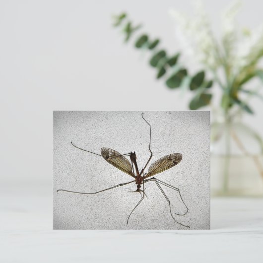 Crane Fly Briefkaart (Staand voorkant)