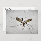 Crane Fly Briefkaart (Voorkant / Achterkant)