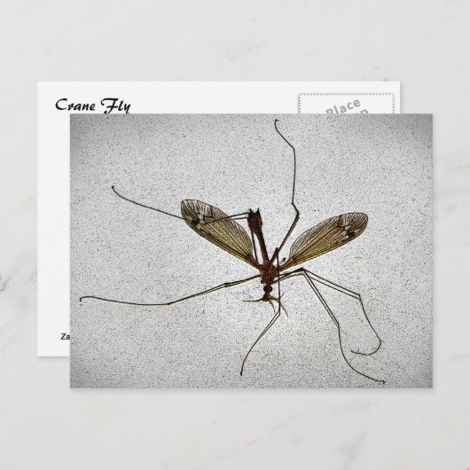 Crane Fly Briefkaart (Voorkant / Achterkant)