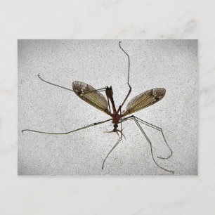 Crane Fly Briefkaart
