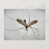 Crane Fly Briefkaart (Voorkant)