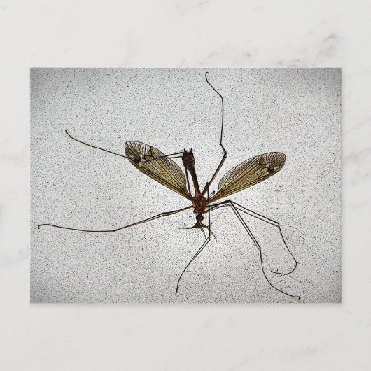 Crane Fly Briefkaart (Voorkant)